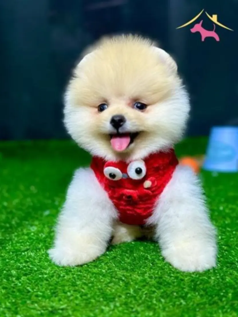了不起的丰山犬